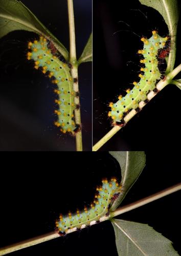 Saturnia pyri